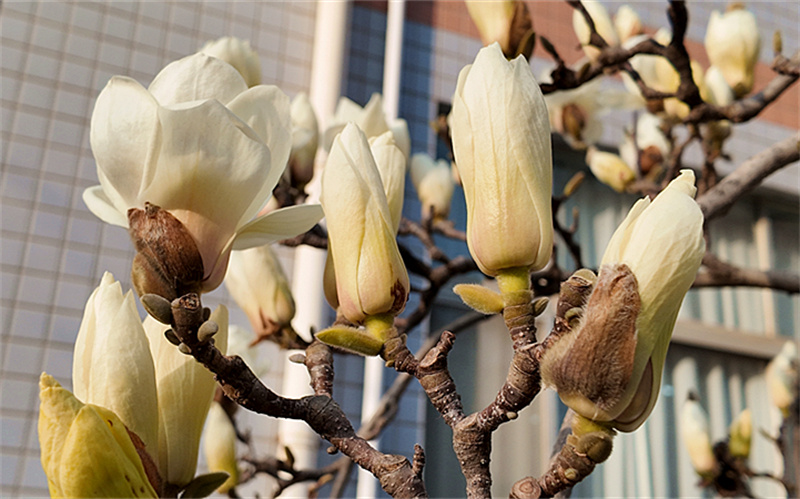 DJI_20260309165945_0265_D_副本.jpg DJI_20260309165945_0265_D_副本.jpg