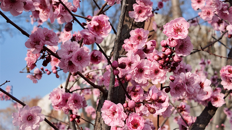 DJI_20260309165059_0250_D.JPG DJI_20260309165059_0250_D.JPG