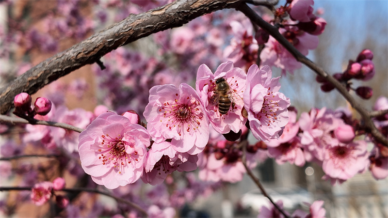 DJI_20260309165330_0257_D.JPG DJI_20260309165330_0257_D.JPG