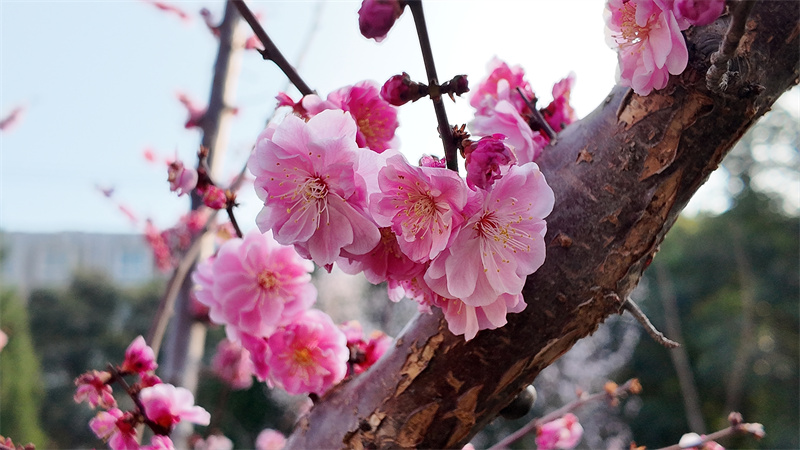 DJI_20260309163814_0229_D.JPG DJI_20260309163814_0229_D.JPG